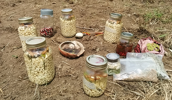 Kanienkeha:ka (Mohawk) Flint Corn Seed-Saving & Education Project